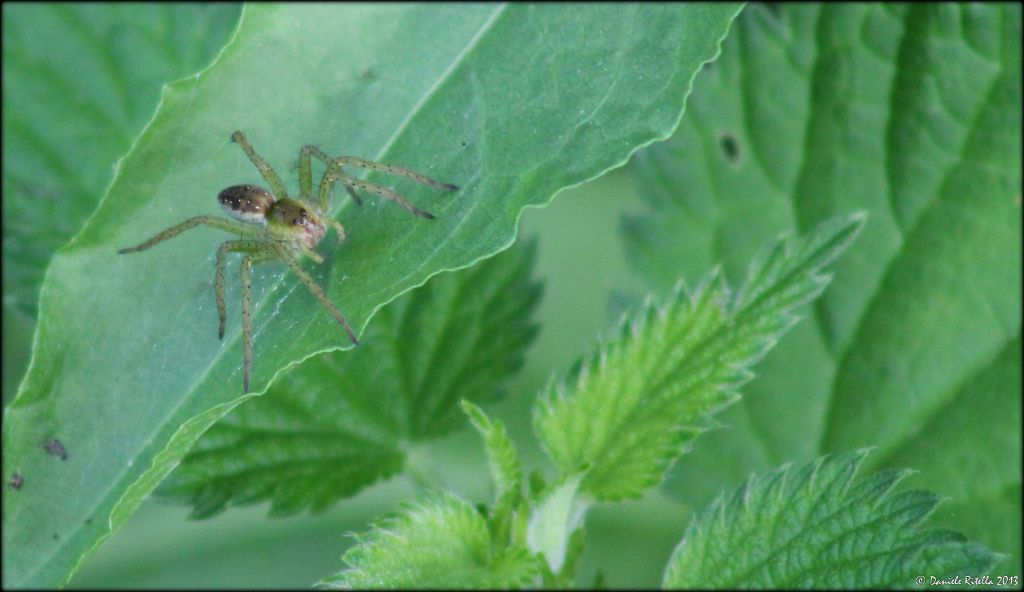 Pisauridae: Dolomedes sp. - Venafro (IS)